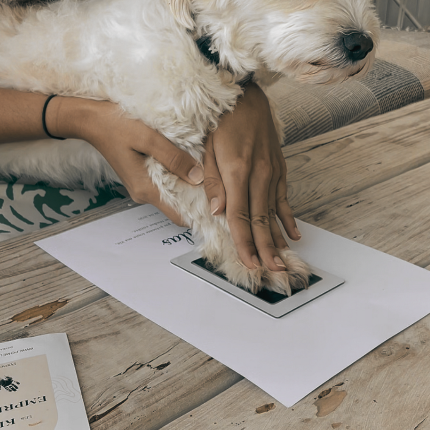 Kit d'empreinte chien et chat