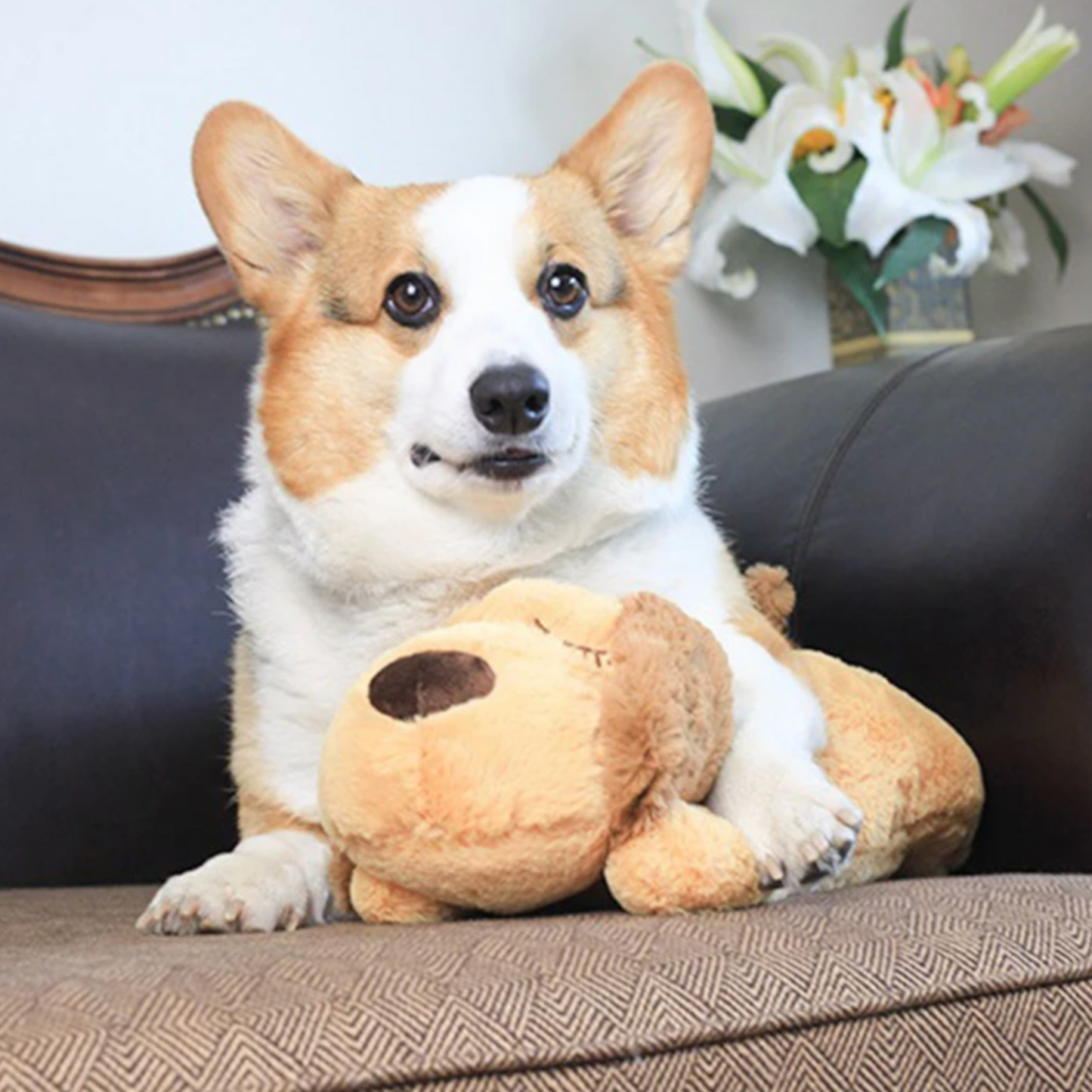 Peluche Apaisante pour Chien