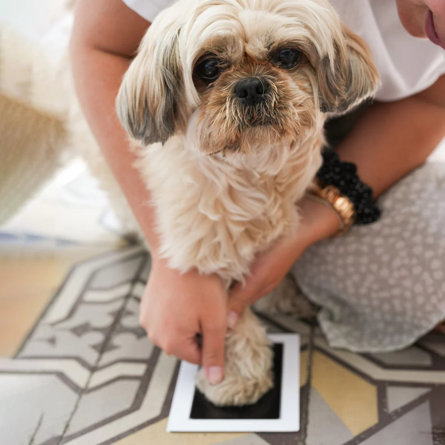 Kit d'empreinte chien et chat