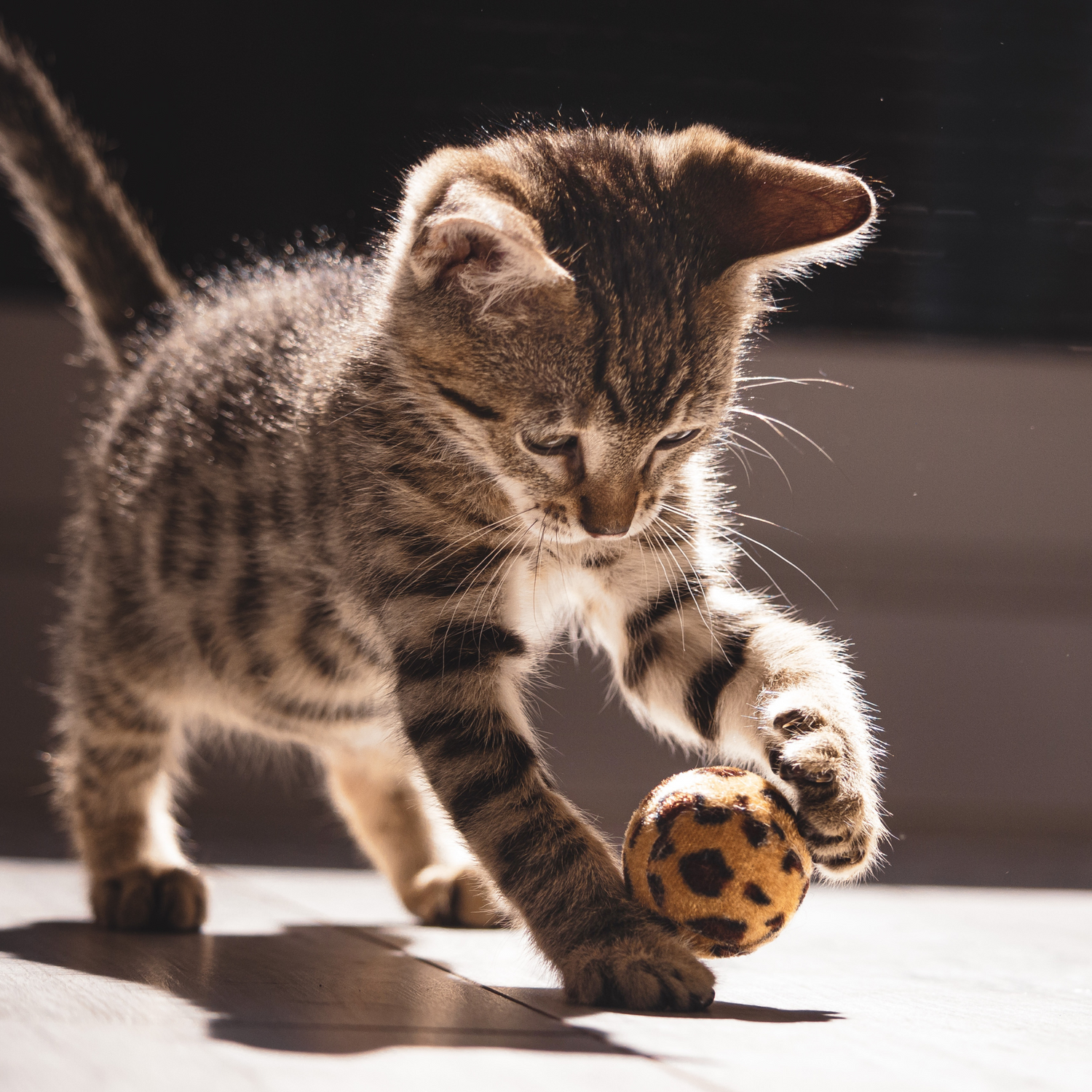 Chat