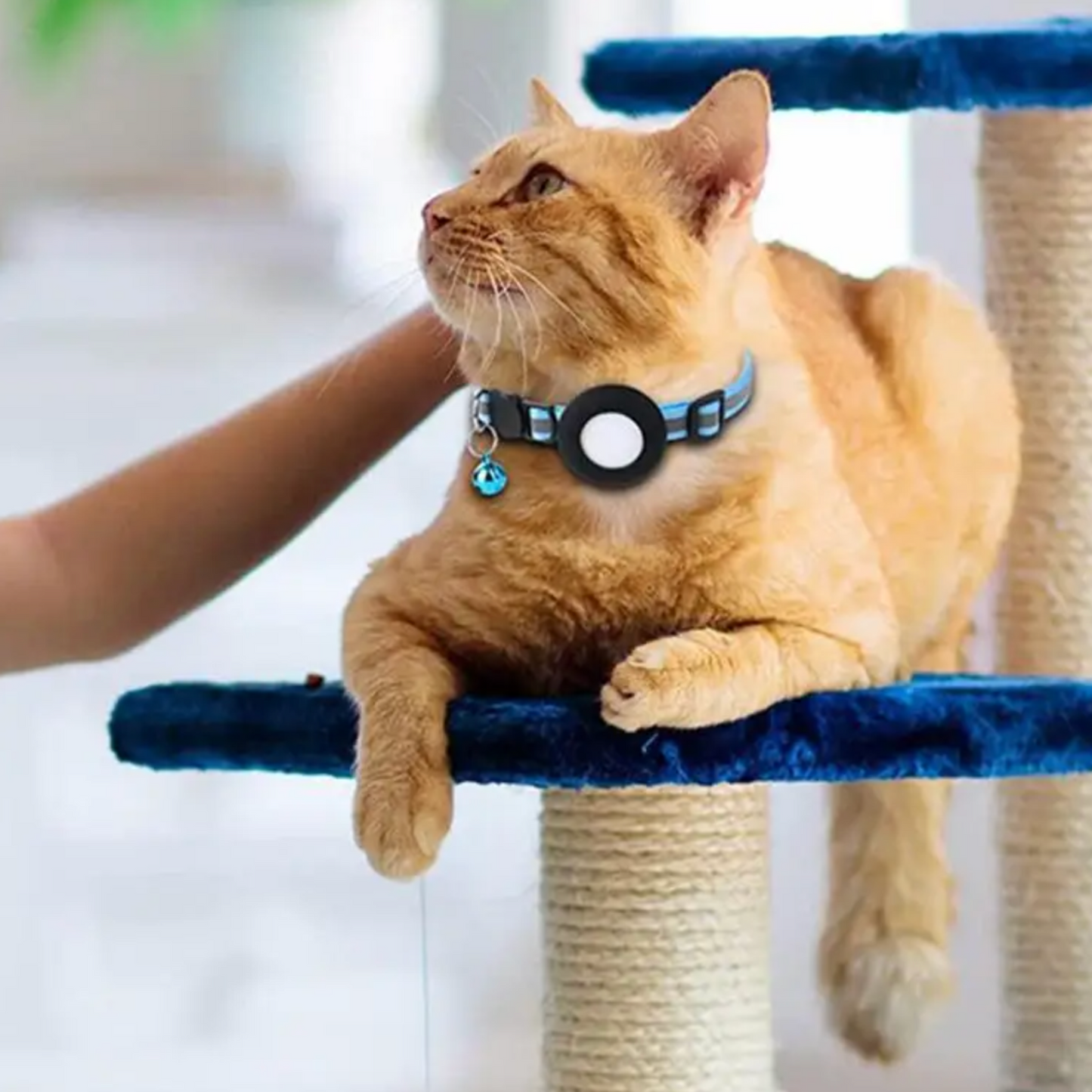 Collier gps chat