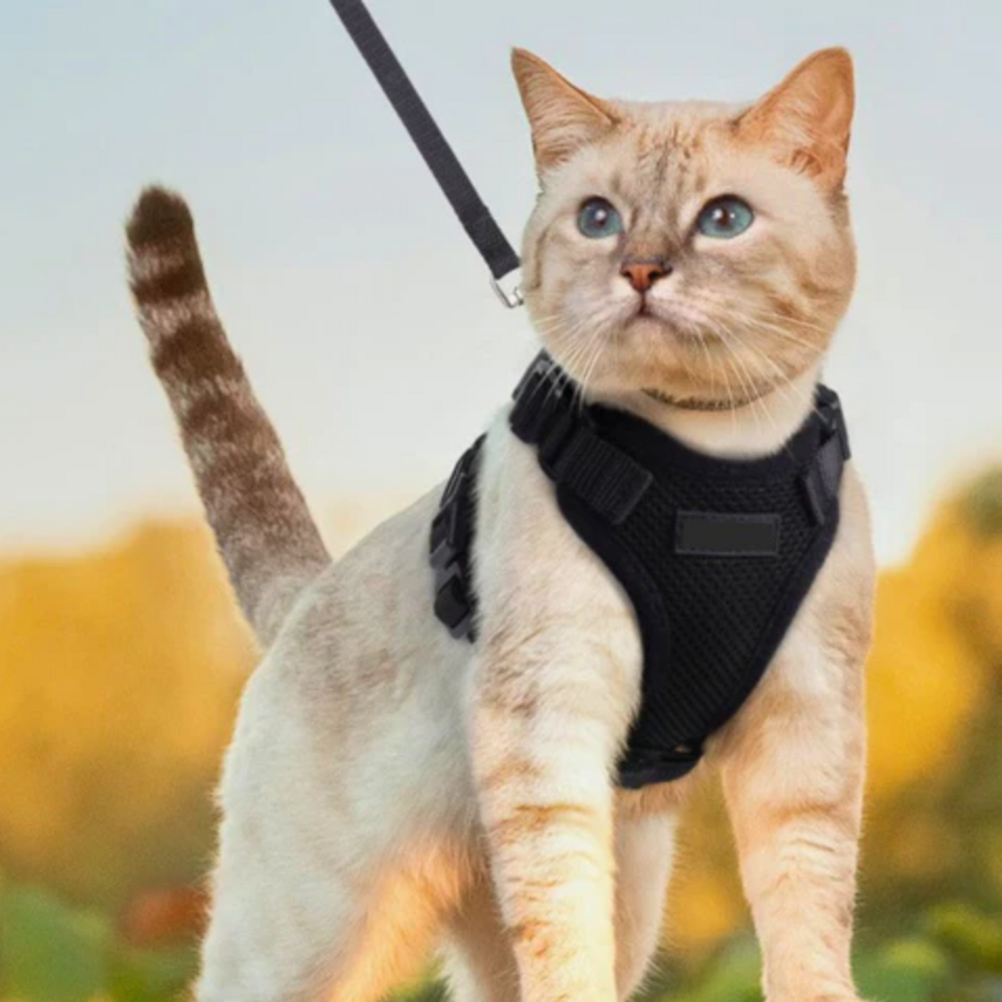 Harnais chat - harnais anti fugue