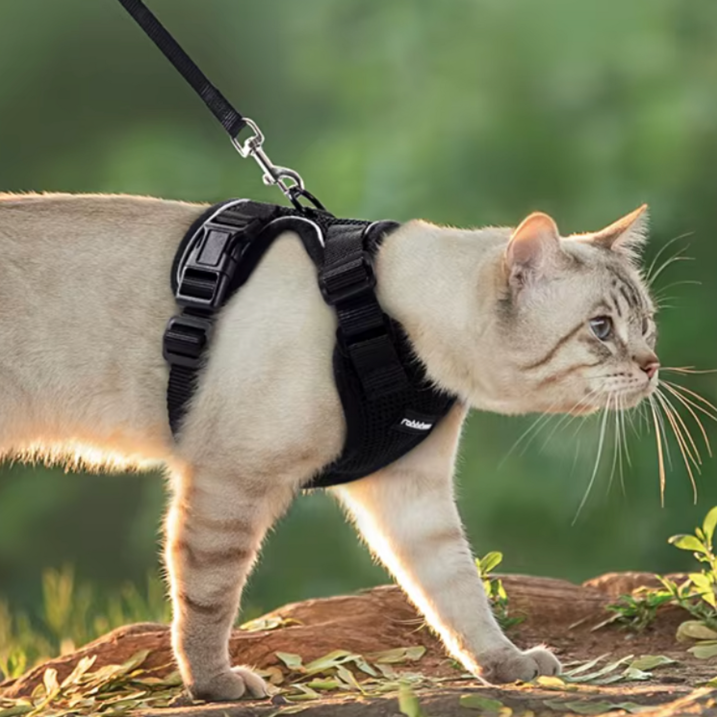 Harnais chat - harnais anti fugue