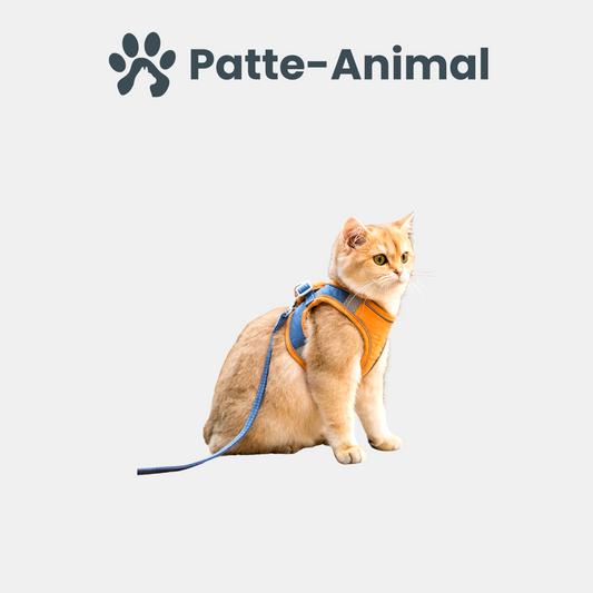 Harnais chat - Laisse incluse