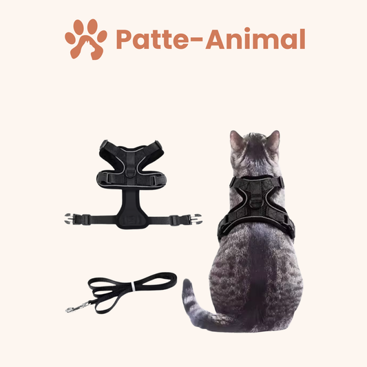 Harnais chat - harnais anti fugue