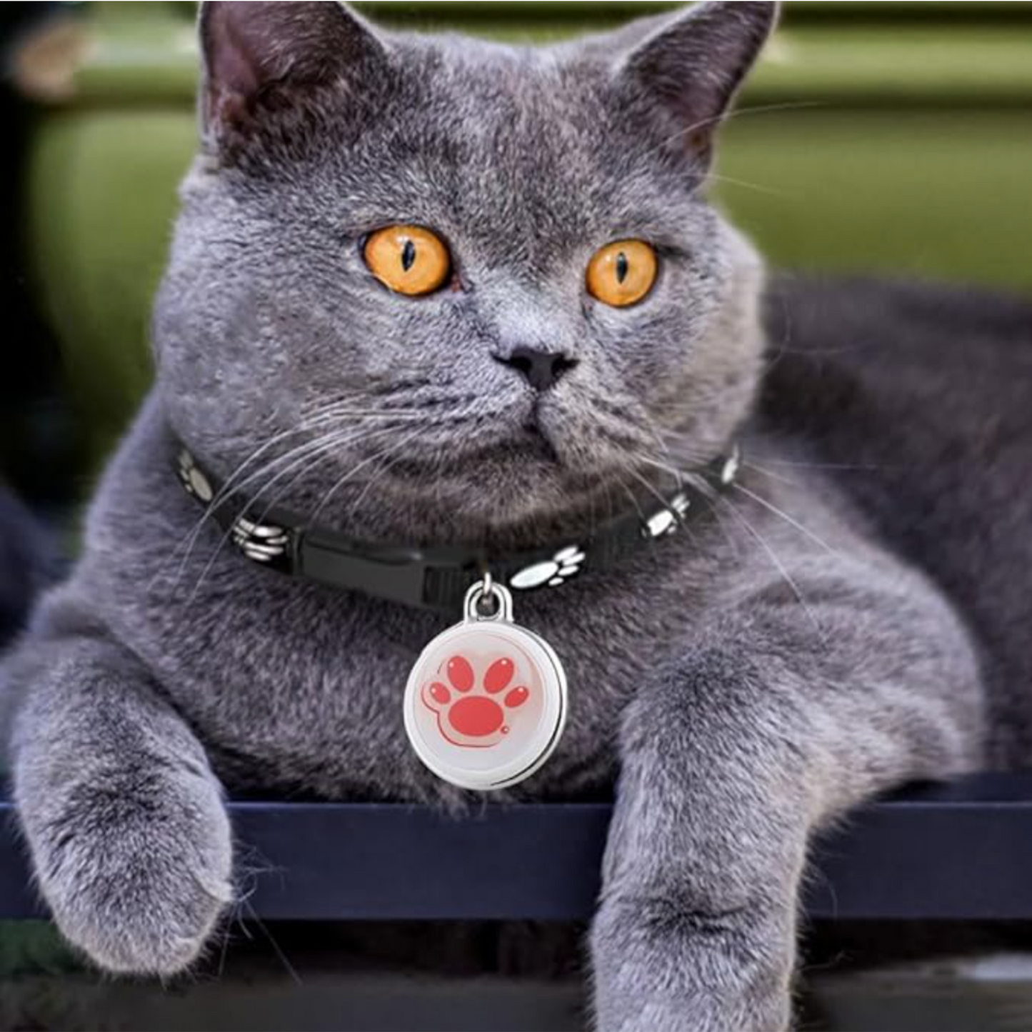 Collier gps chat