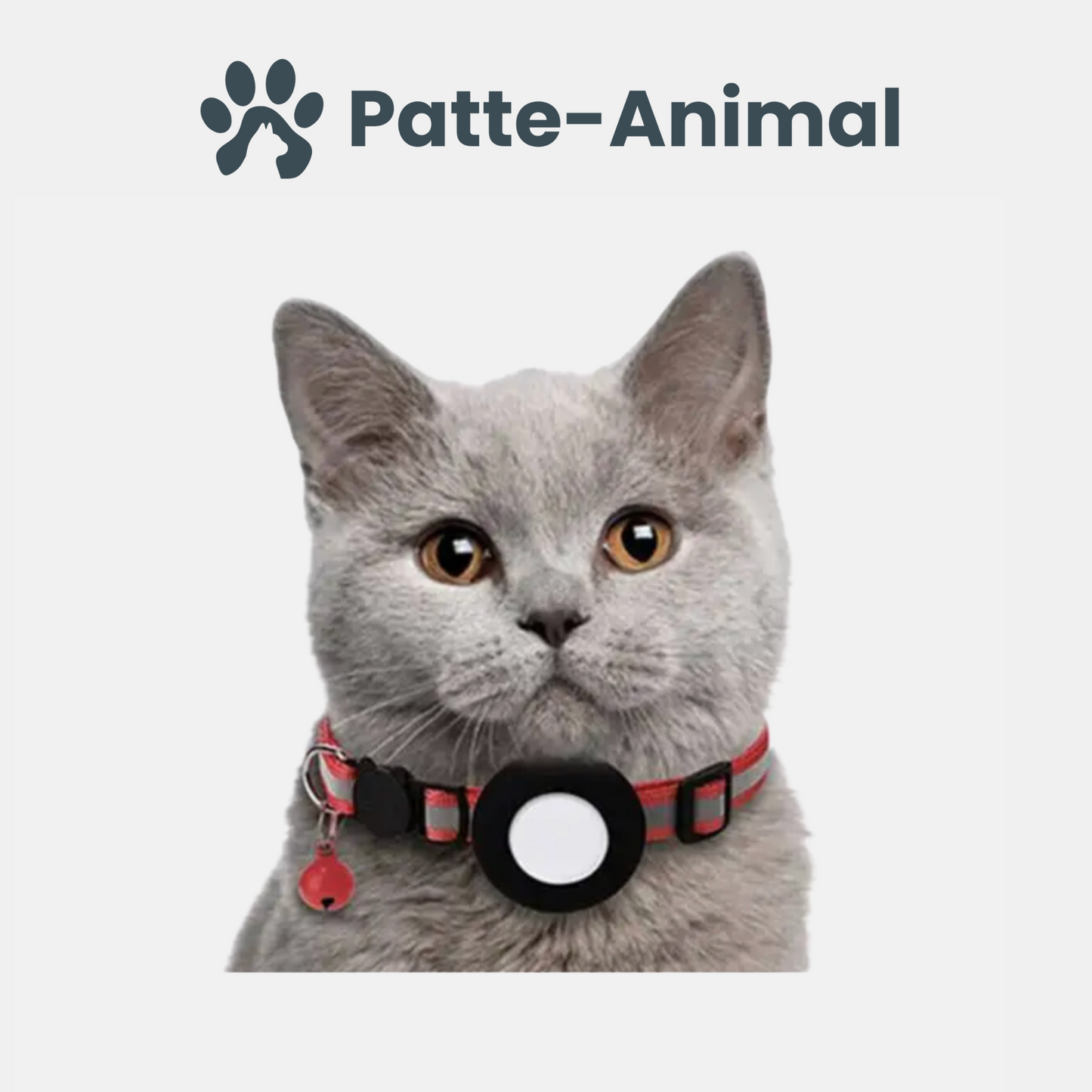 Collier gps chat