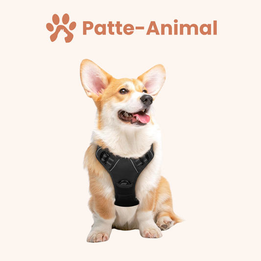 Harnais chien