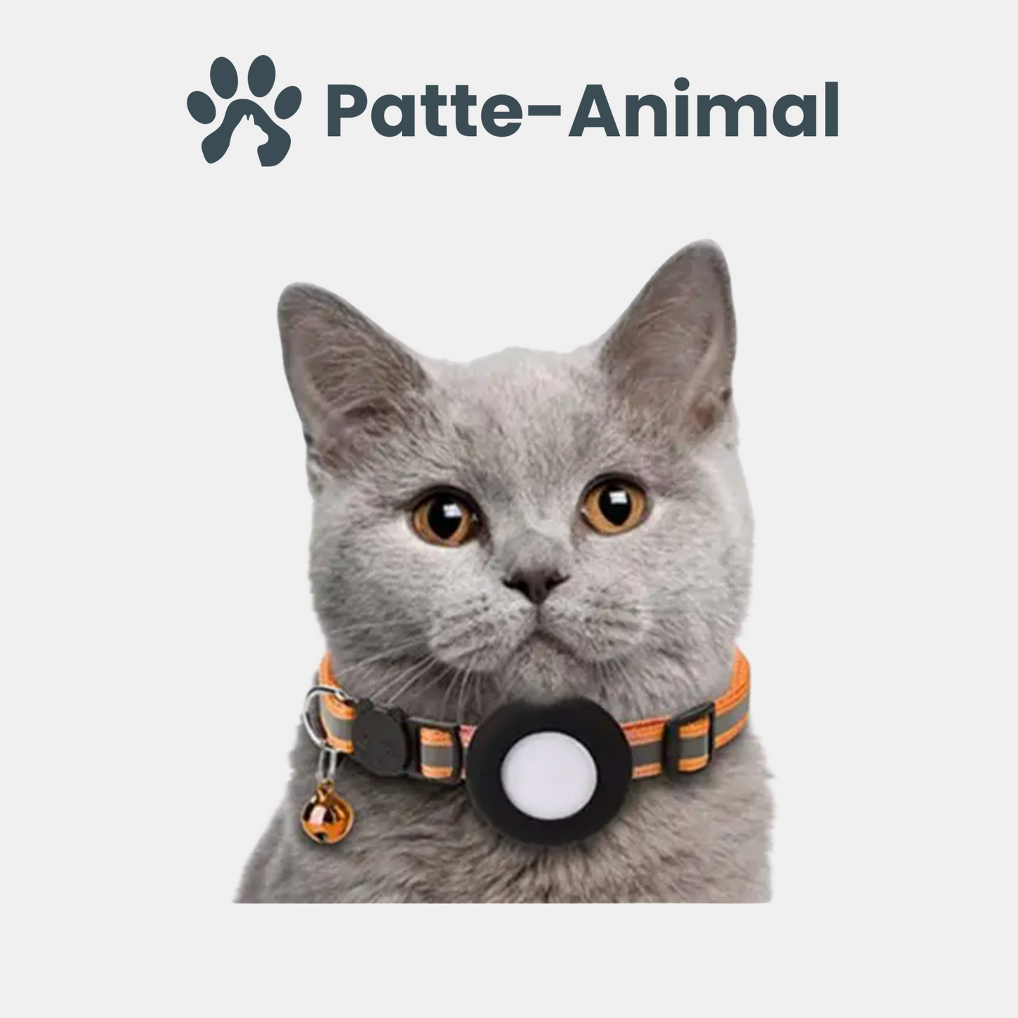 Collier gps chat