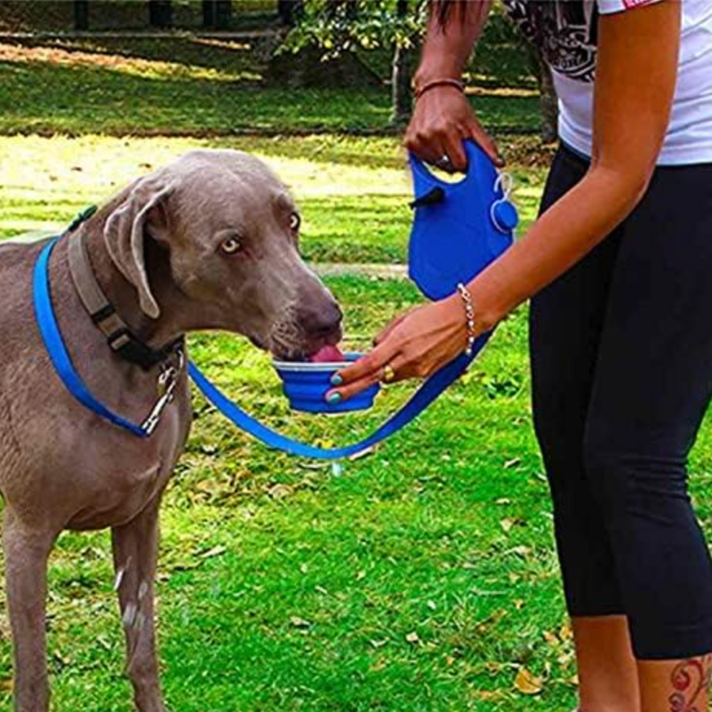 Laisse pour chien