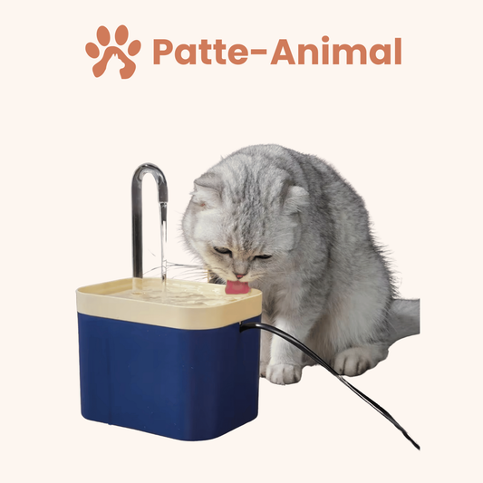 Fontaine a eau chat