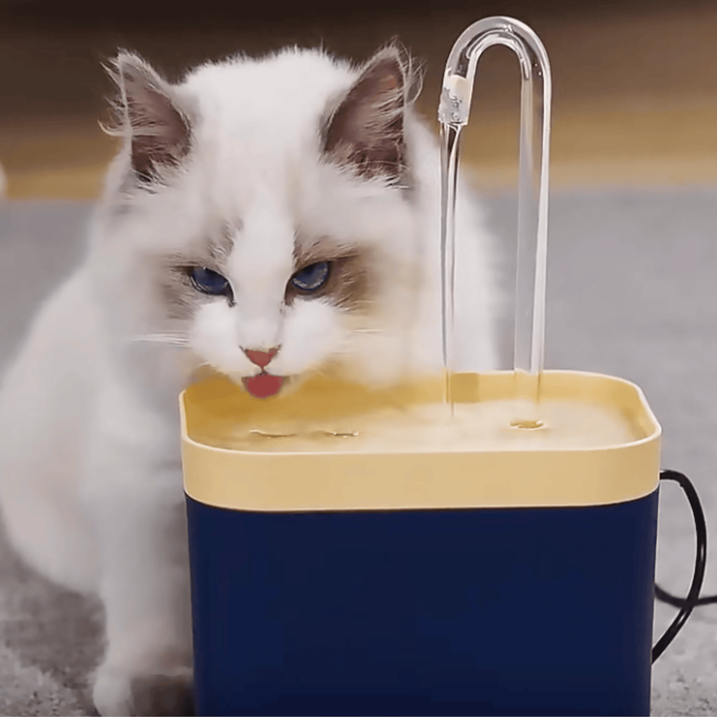 Fontaine a eau chat