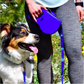 Laisse pour chien