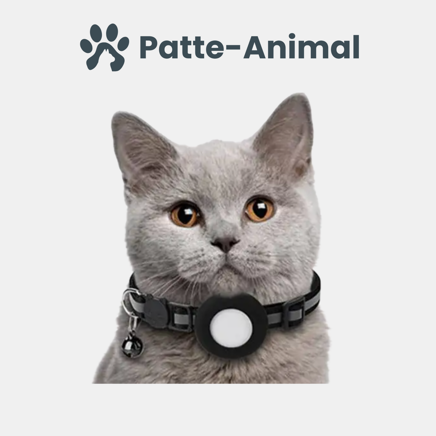 Collier gps chat