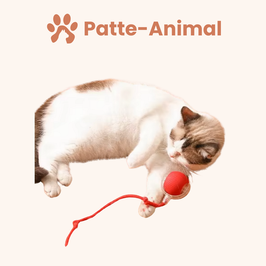 Jouet pour chat - Balle magique