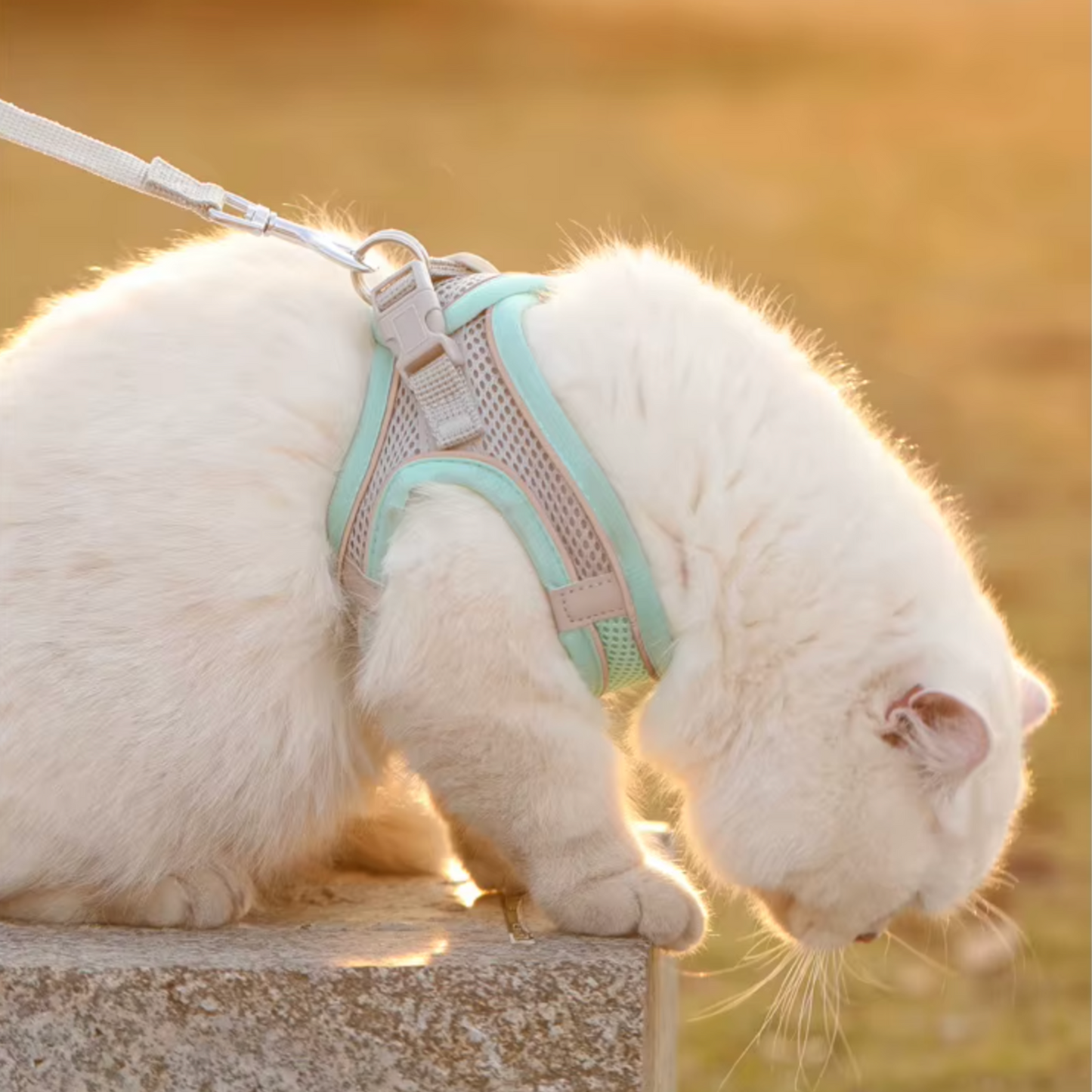 Harnais chat