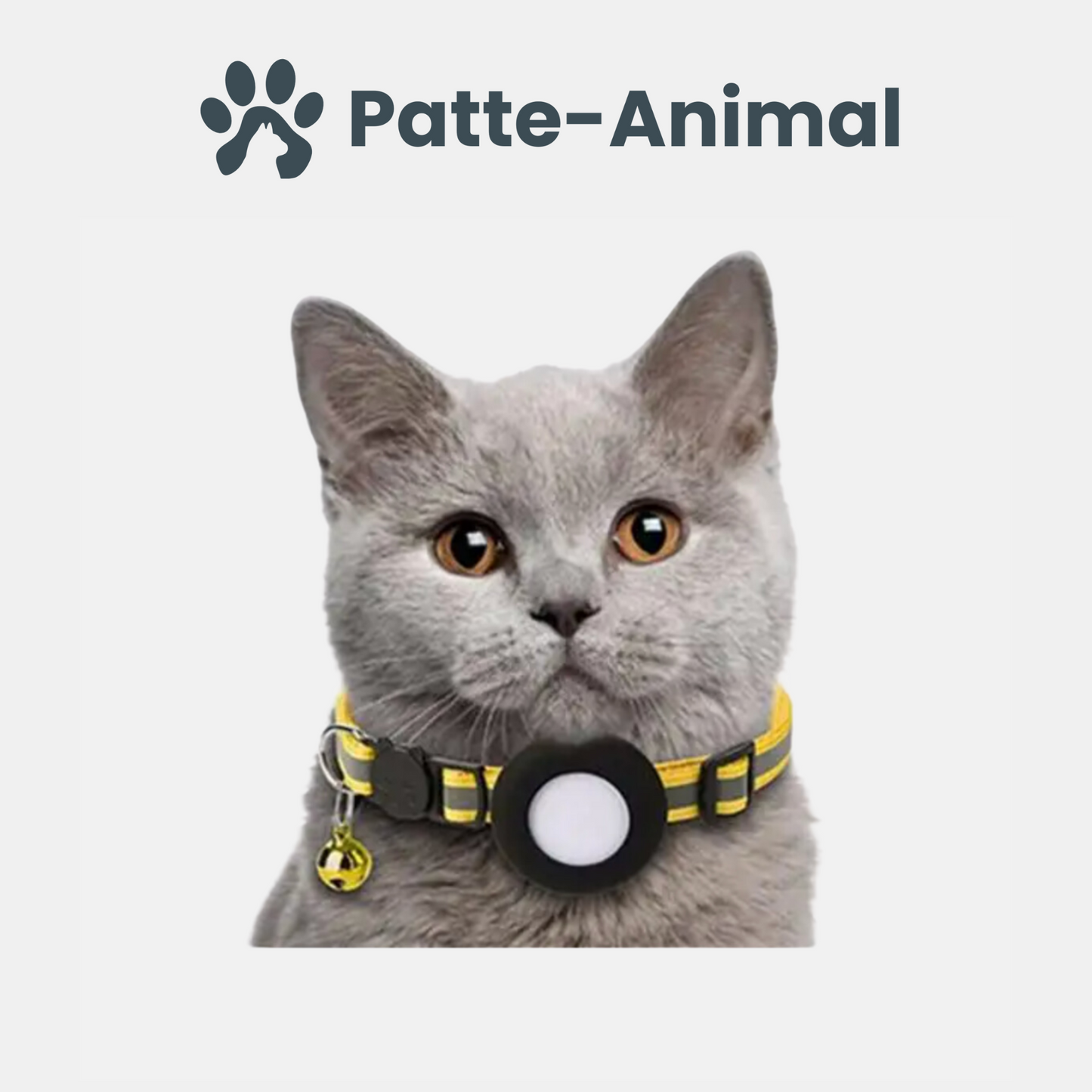 Collier gps chat