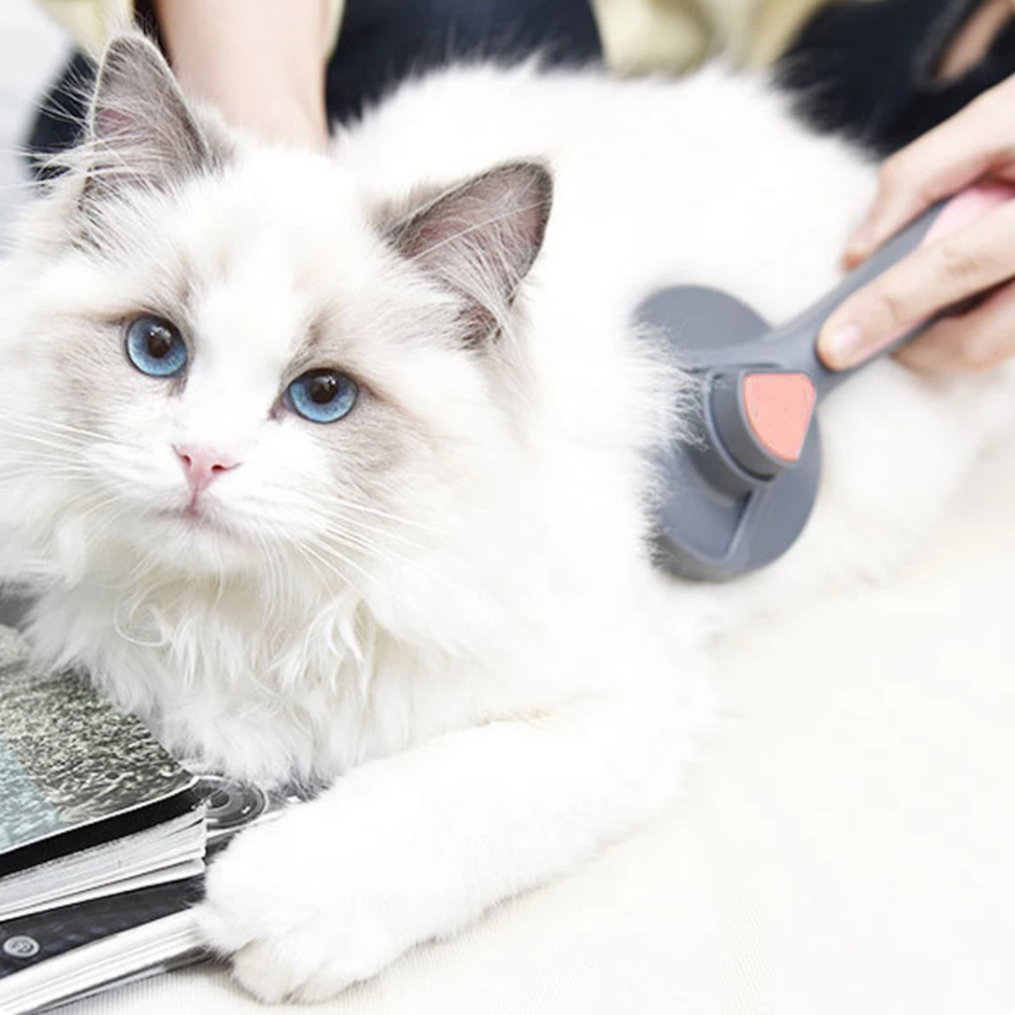 Brosse pour chat