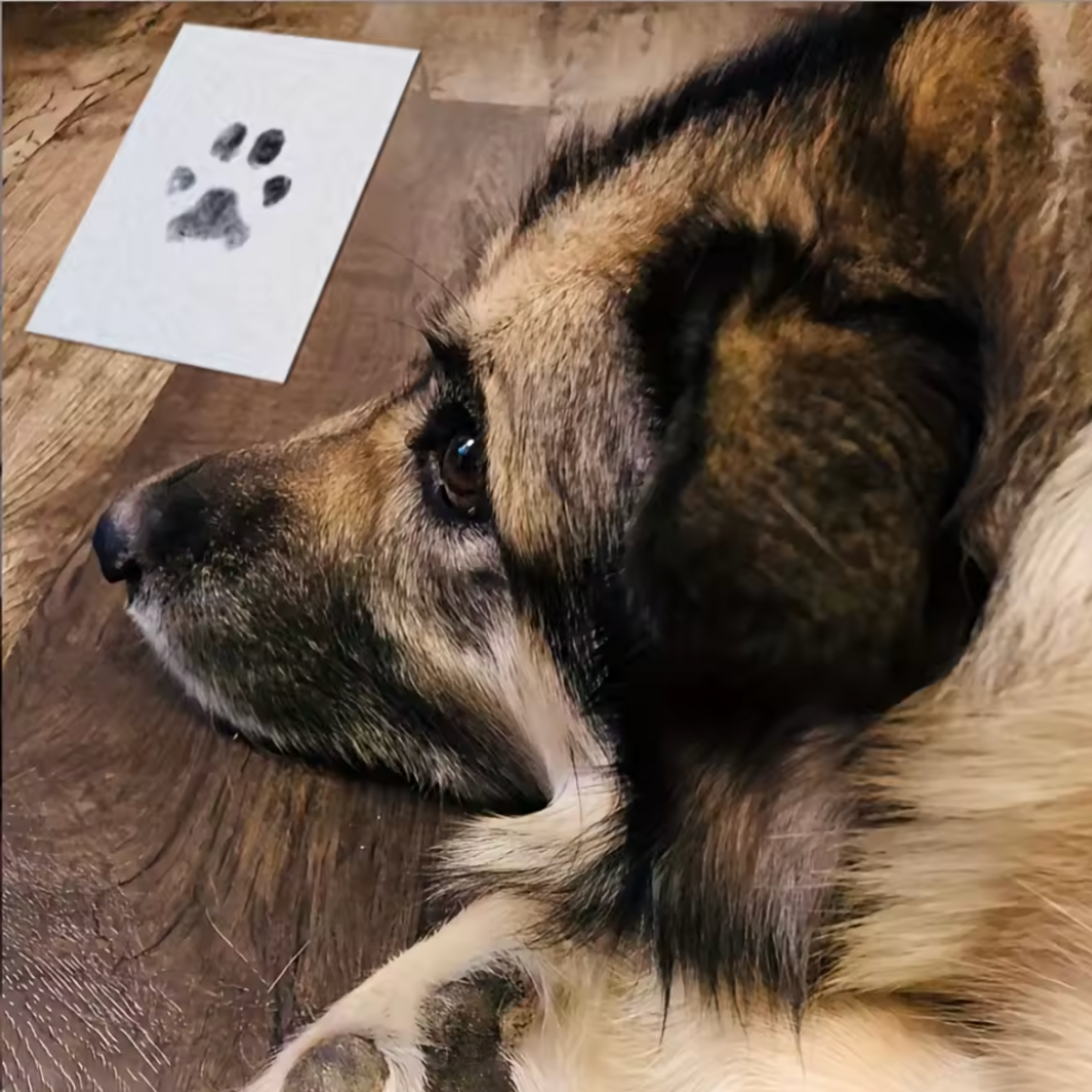 Kit d'empreinte chien et chat