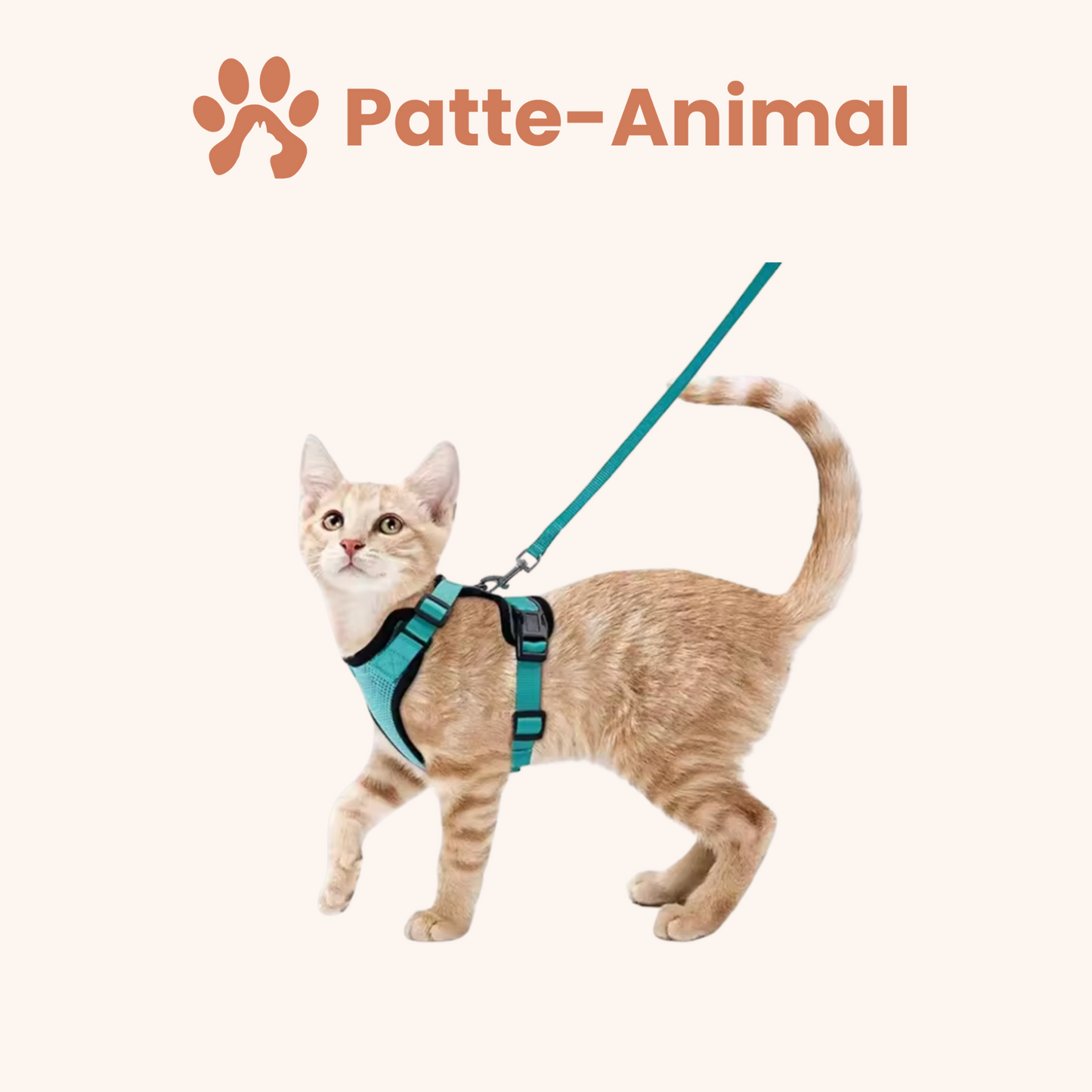 Harnais chat - harnais anti fugue