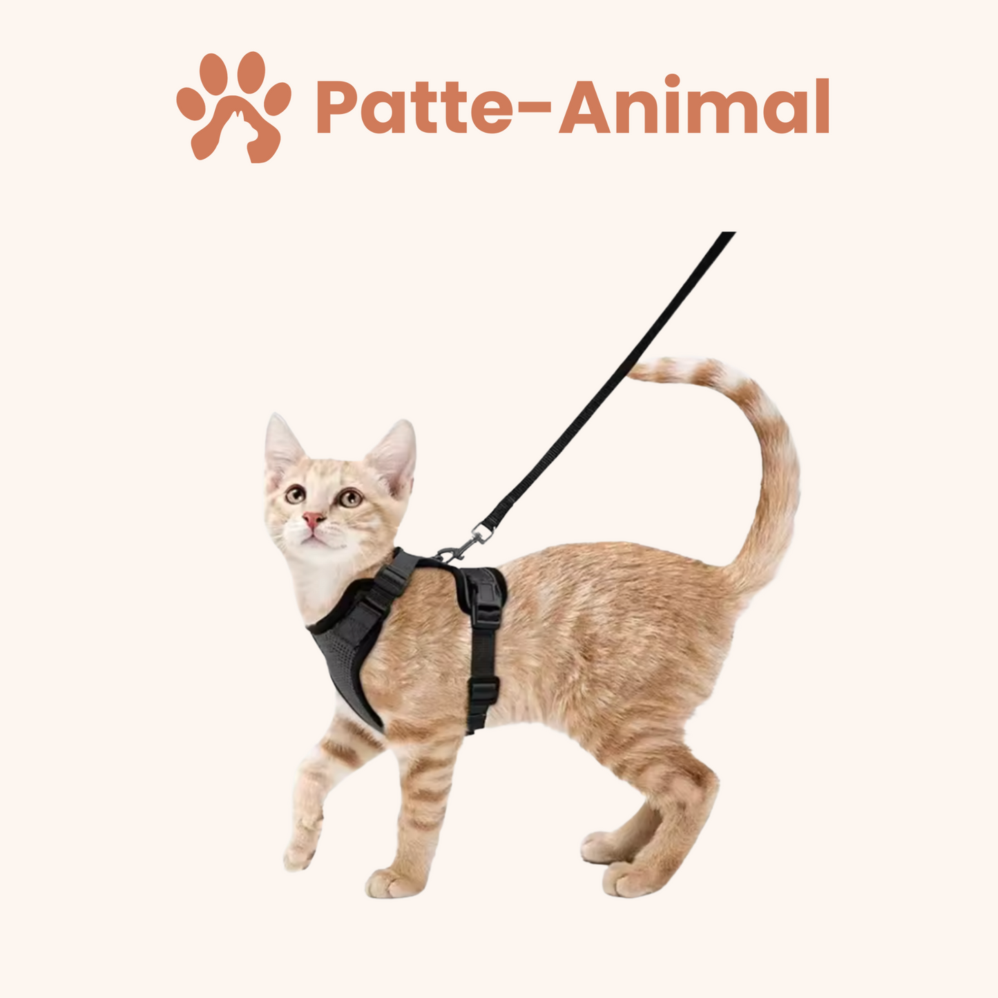 Harnais chat - harnais anti fugue