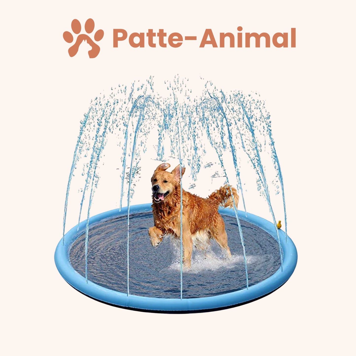 Piscine pour chien