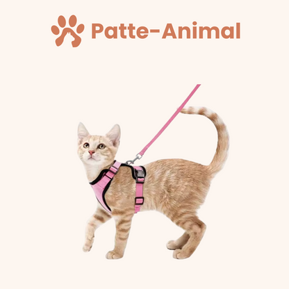 Harnais chat - harnais anti fugue