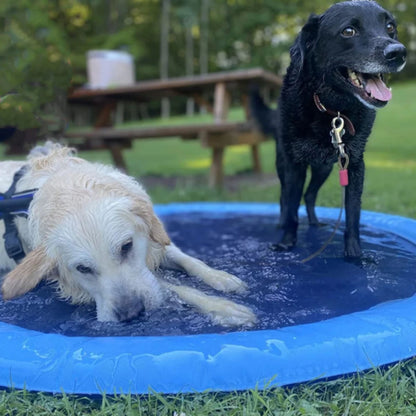 Piscine pour chien