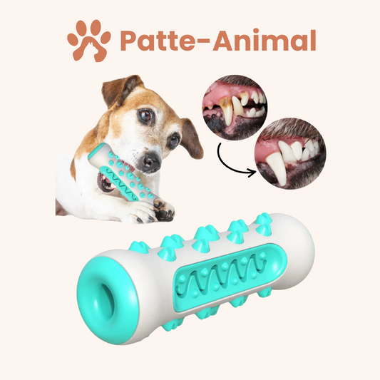Jouet dentaire pour chien