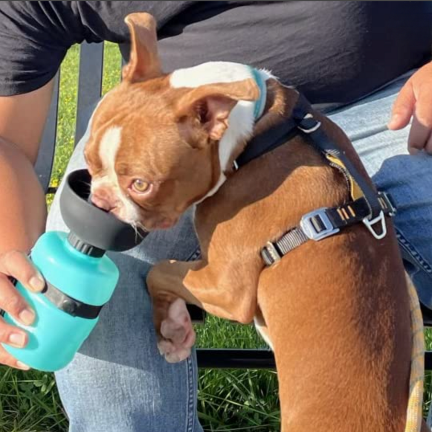 Gourde pour chien