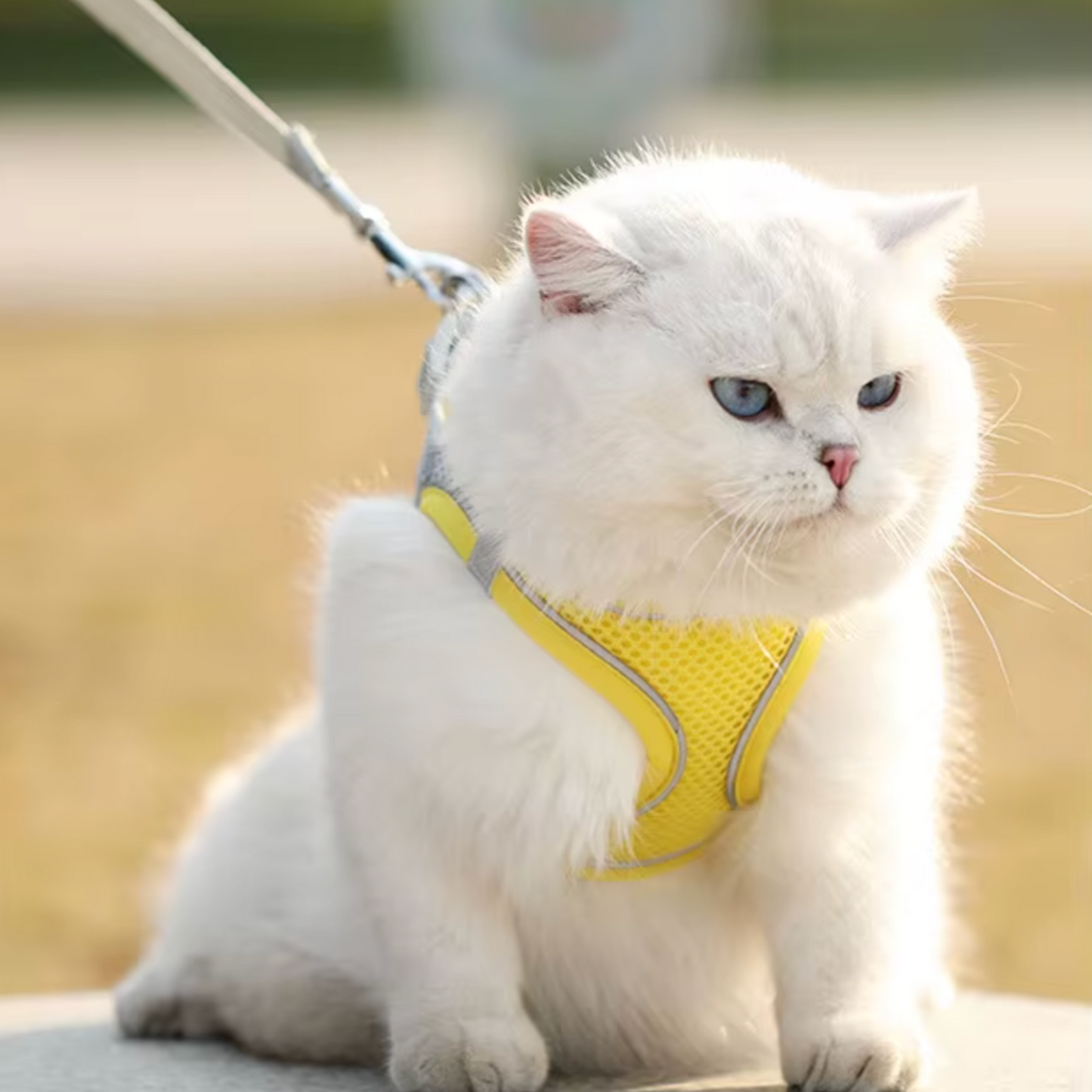 Harnais chat