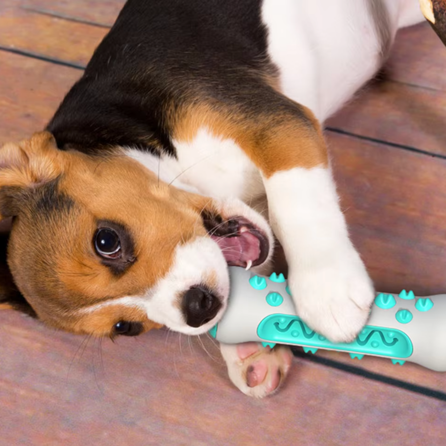 Jouet dentaire pour chien