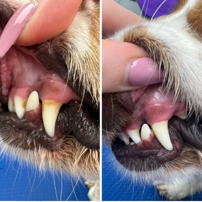 Jouet dentaire pour chien