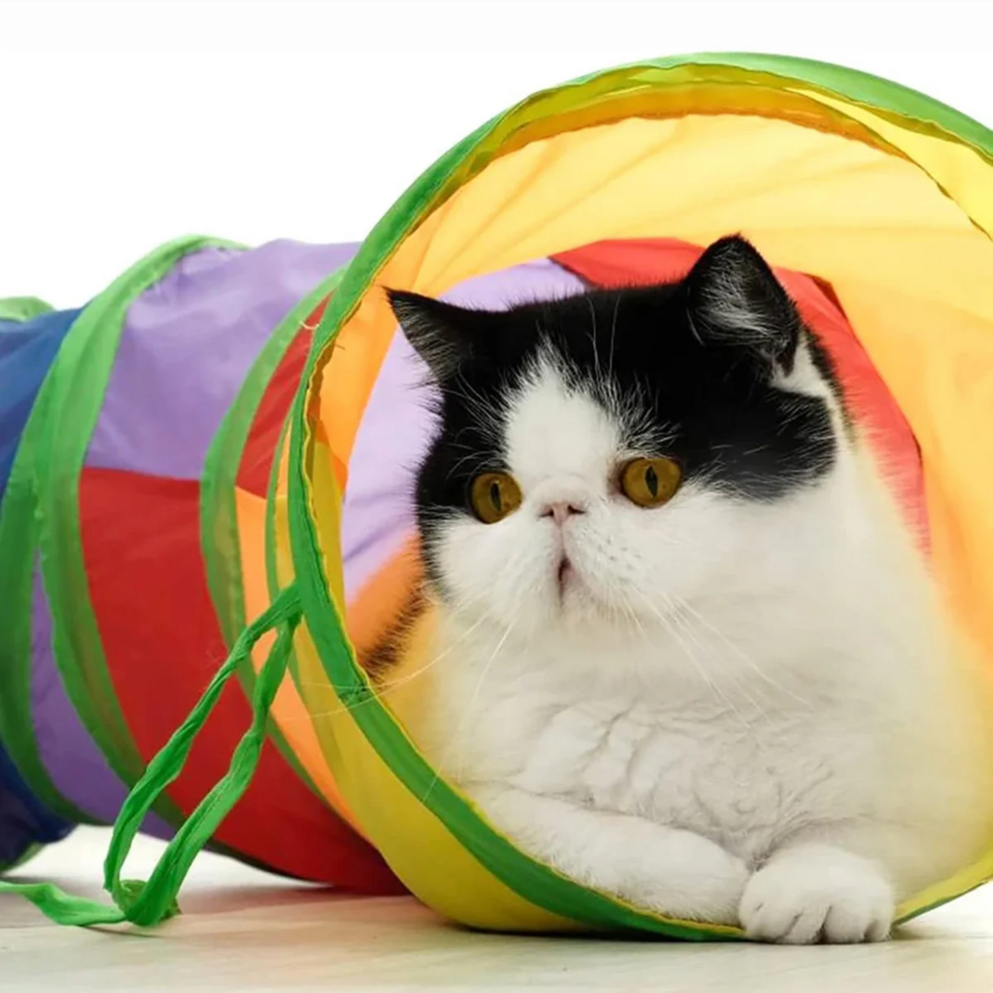Tunnel de Jeu Interactif pour Chat