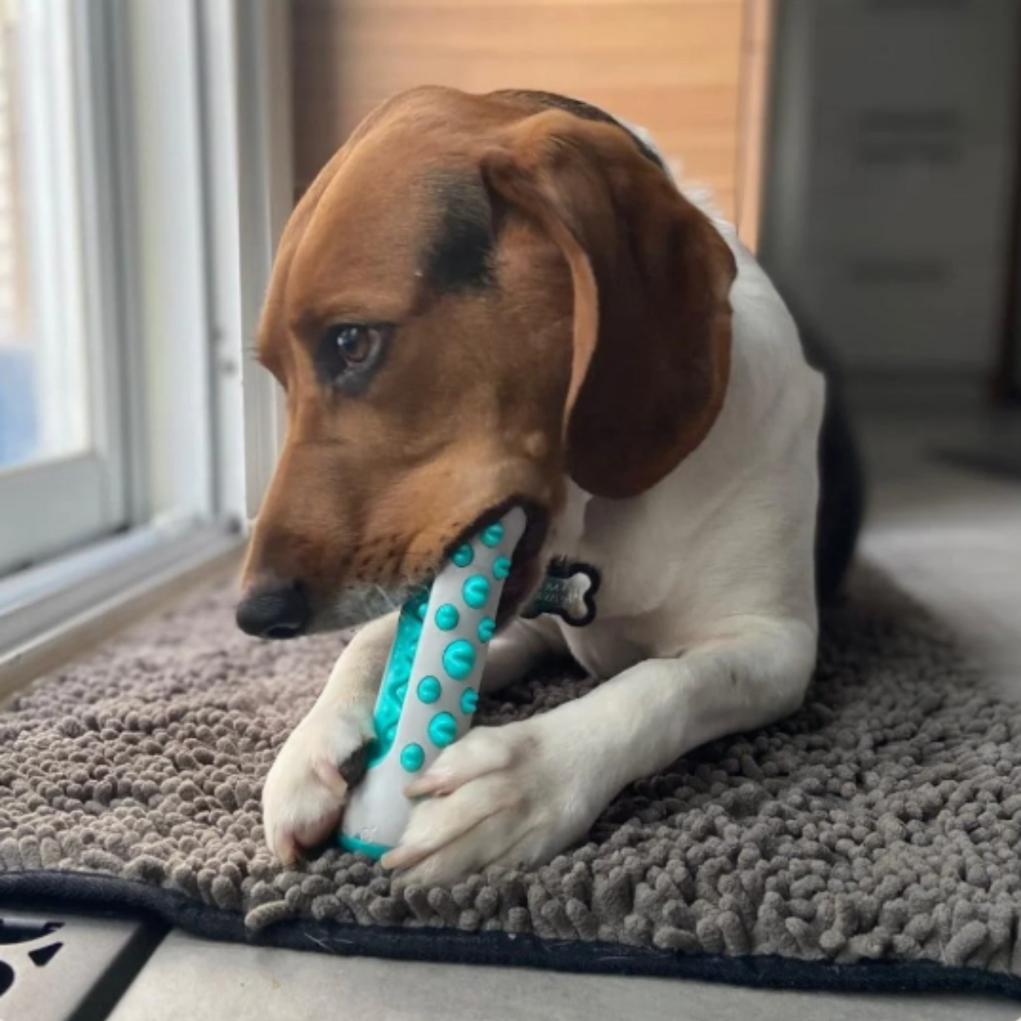 Jouet dentaire pour chien