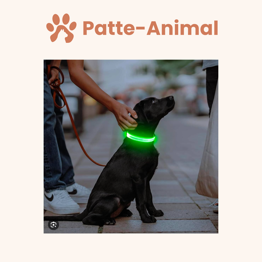 Collier Lumineux chien