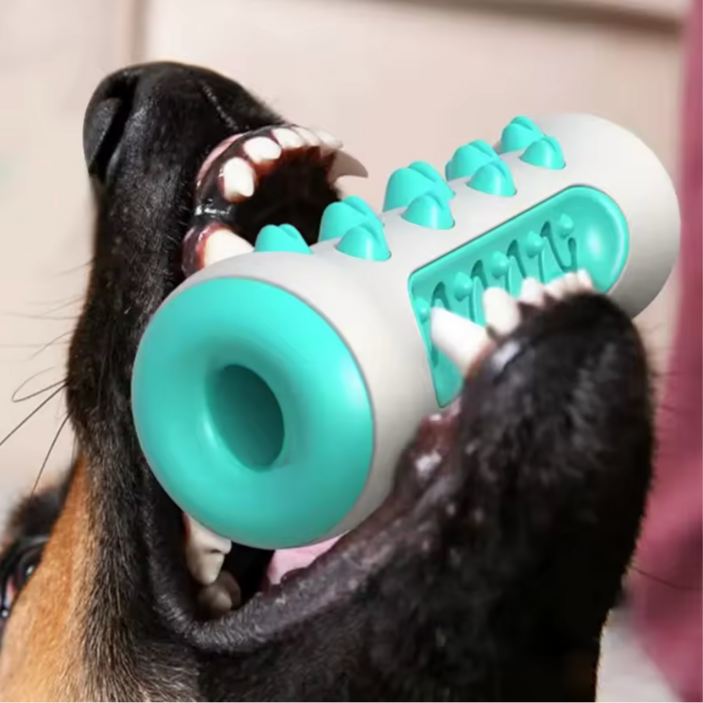 Jouet dentaire pour chien