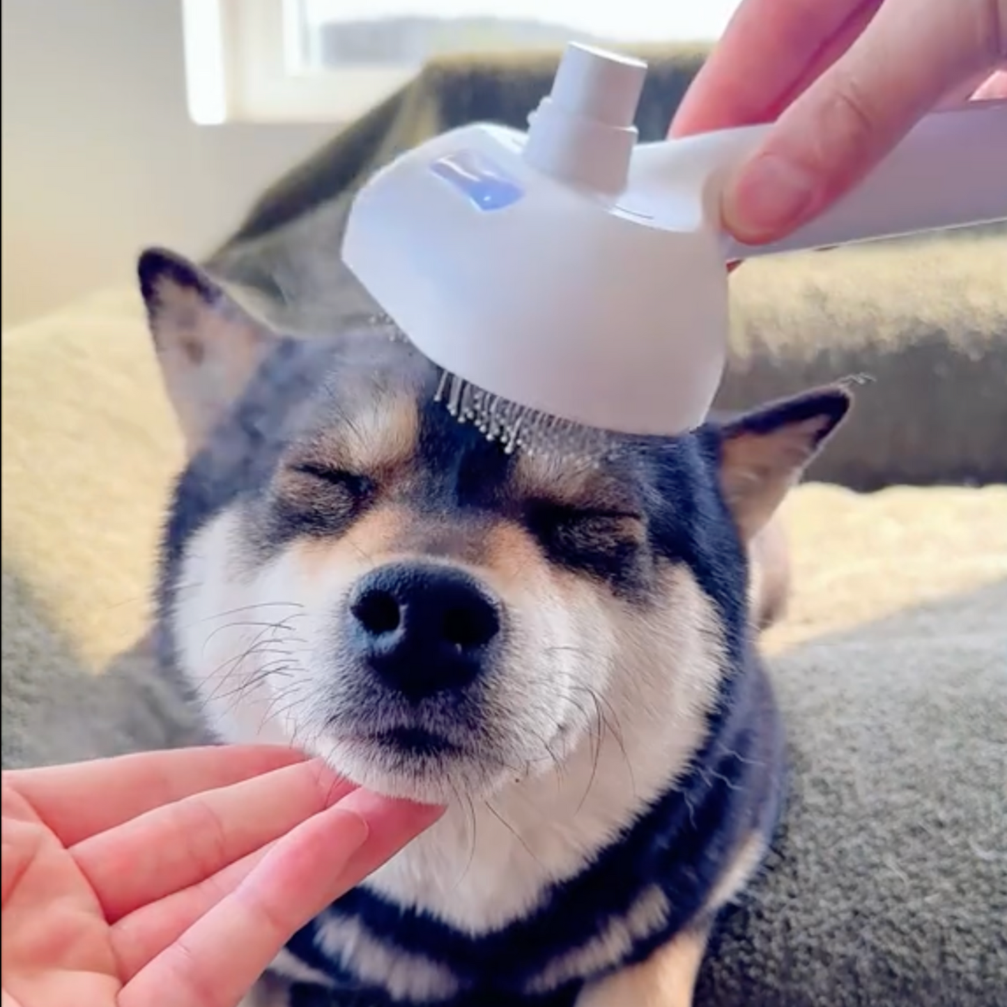 Brosse Vapeur Animaux