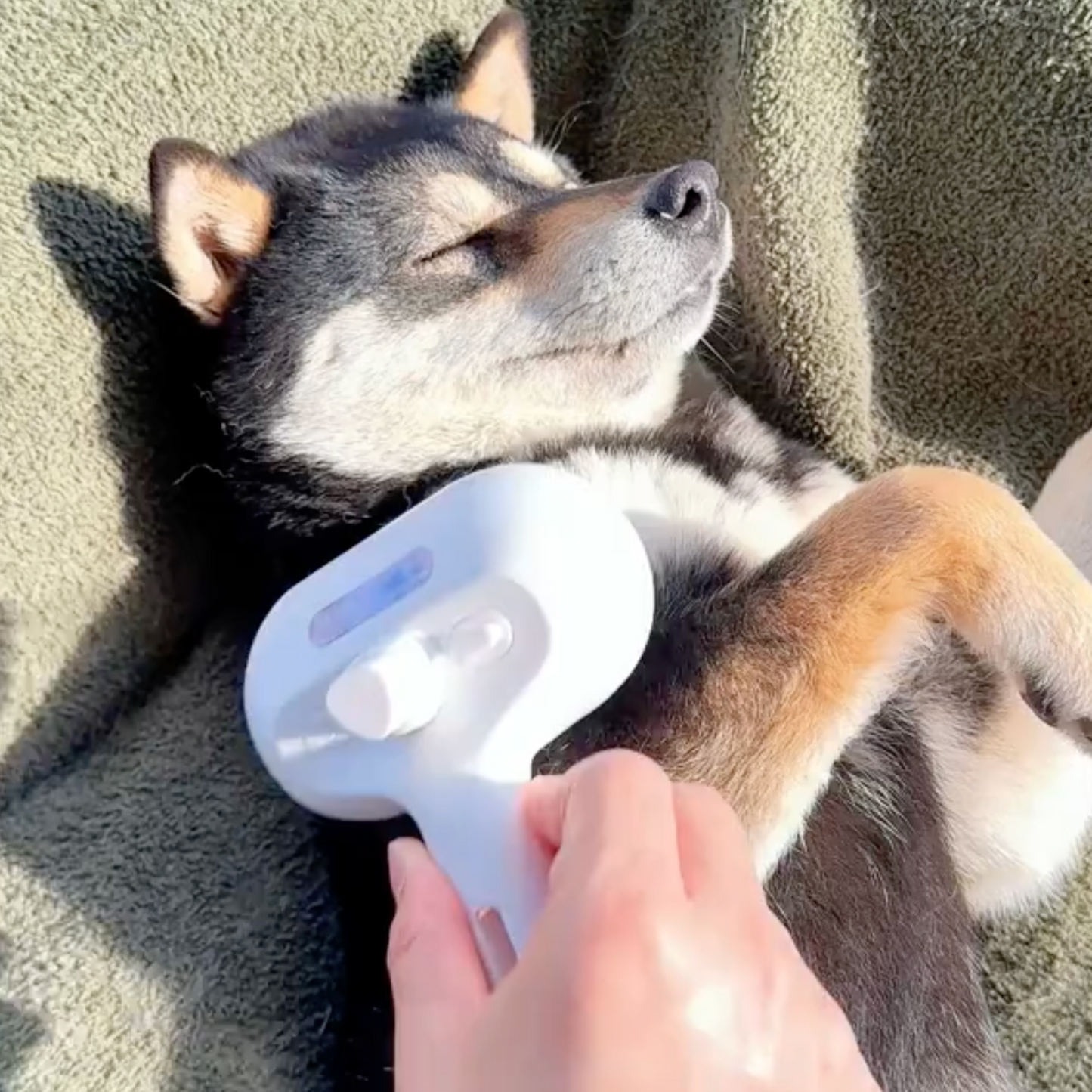 Brosse Vapeur Animaux