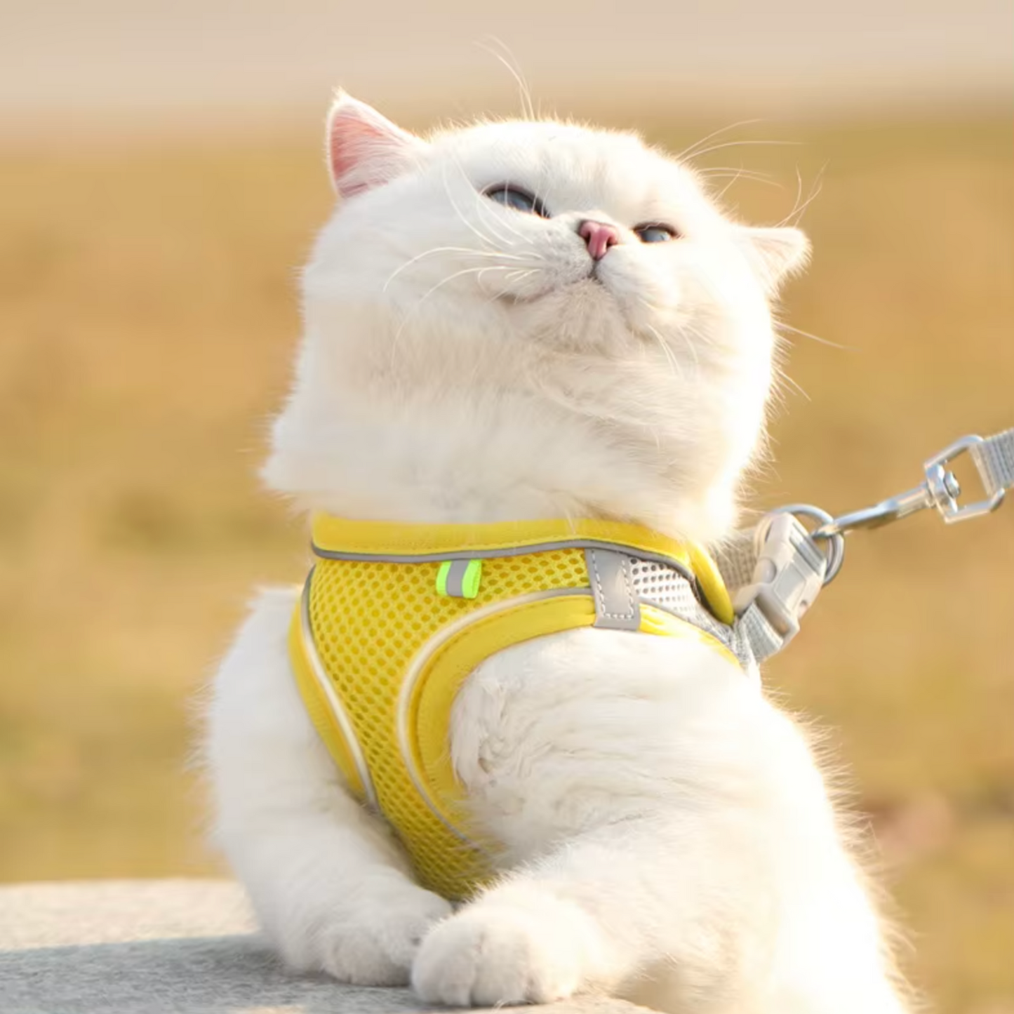 Harnais chat