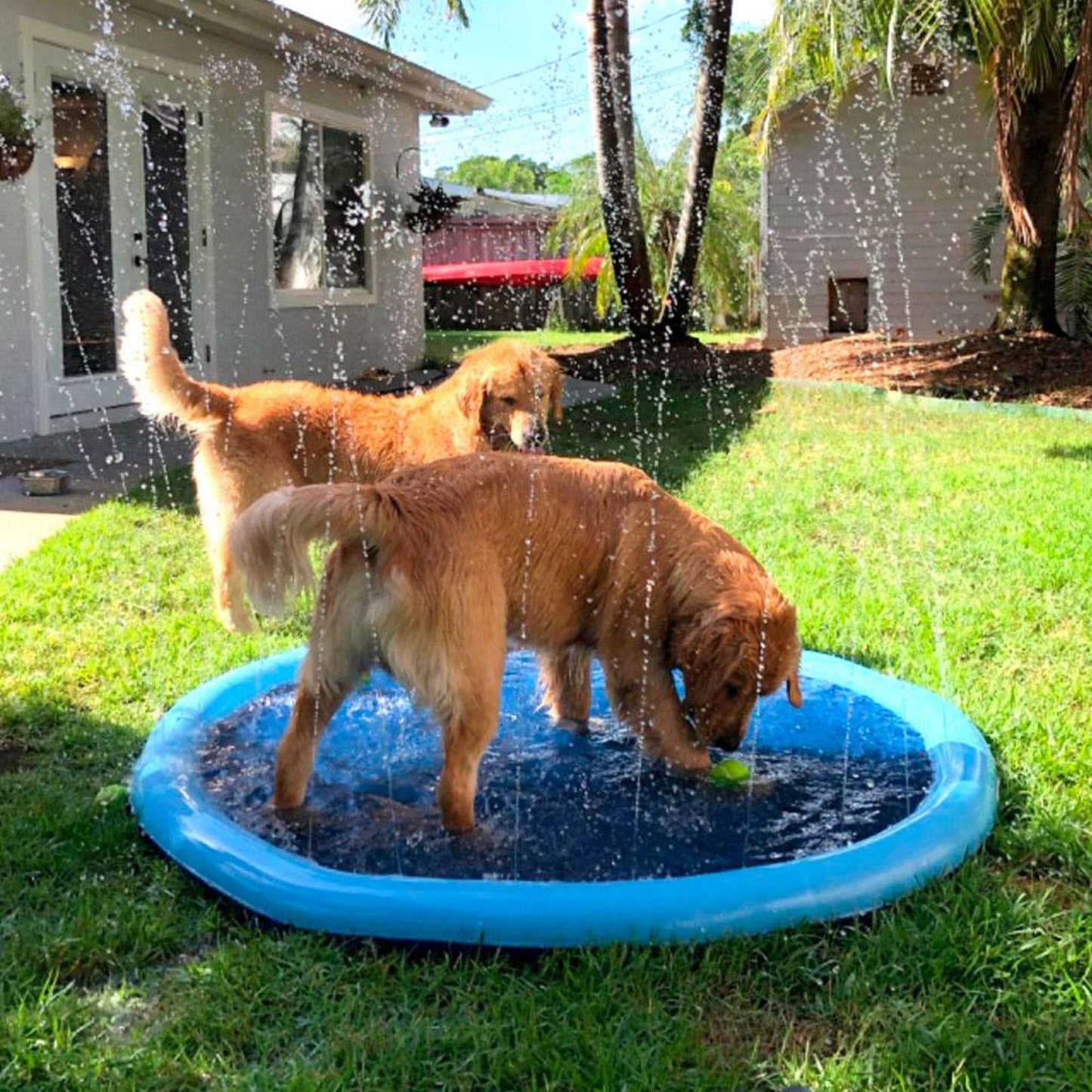 Piscine pour chien