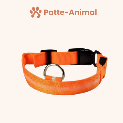 Collier Lumineux chien