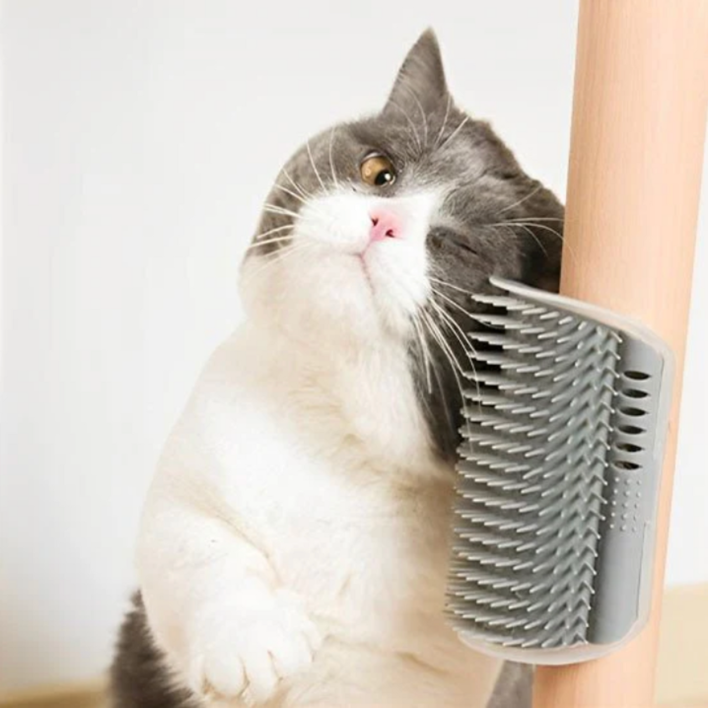 Brosse murale chat