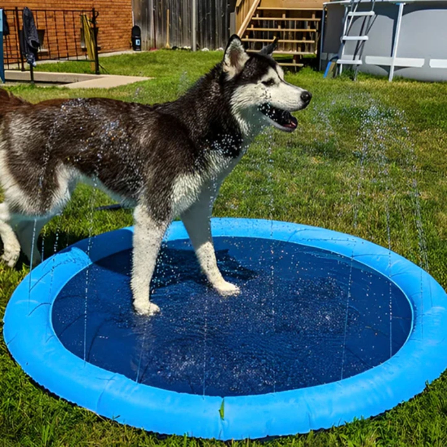 Piscine pour chien