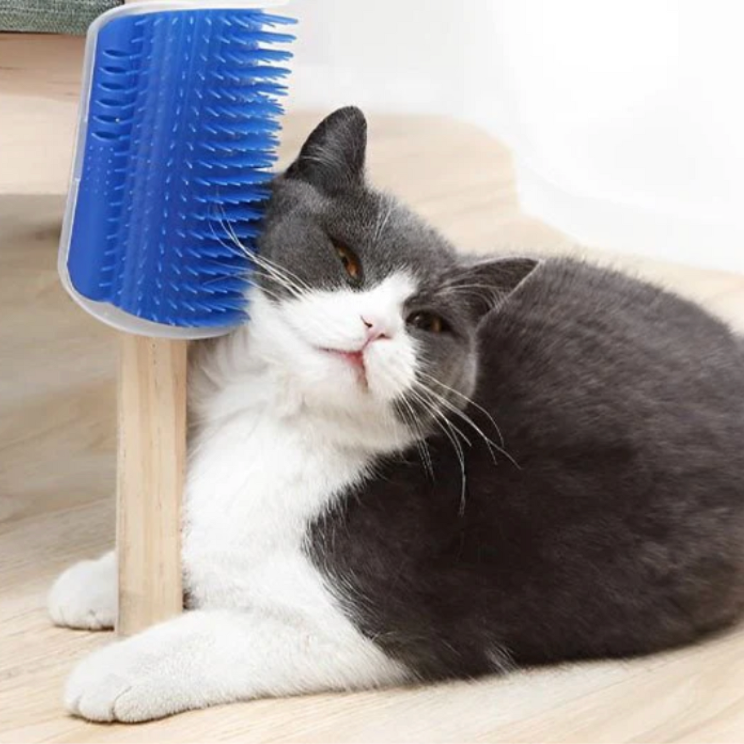 Brosse murale chat