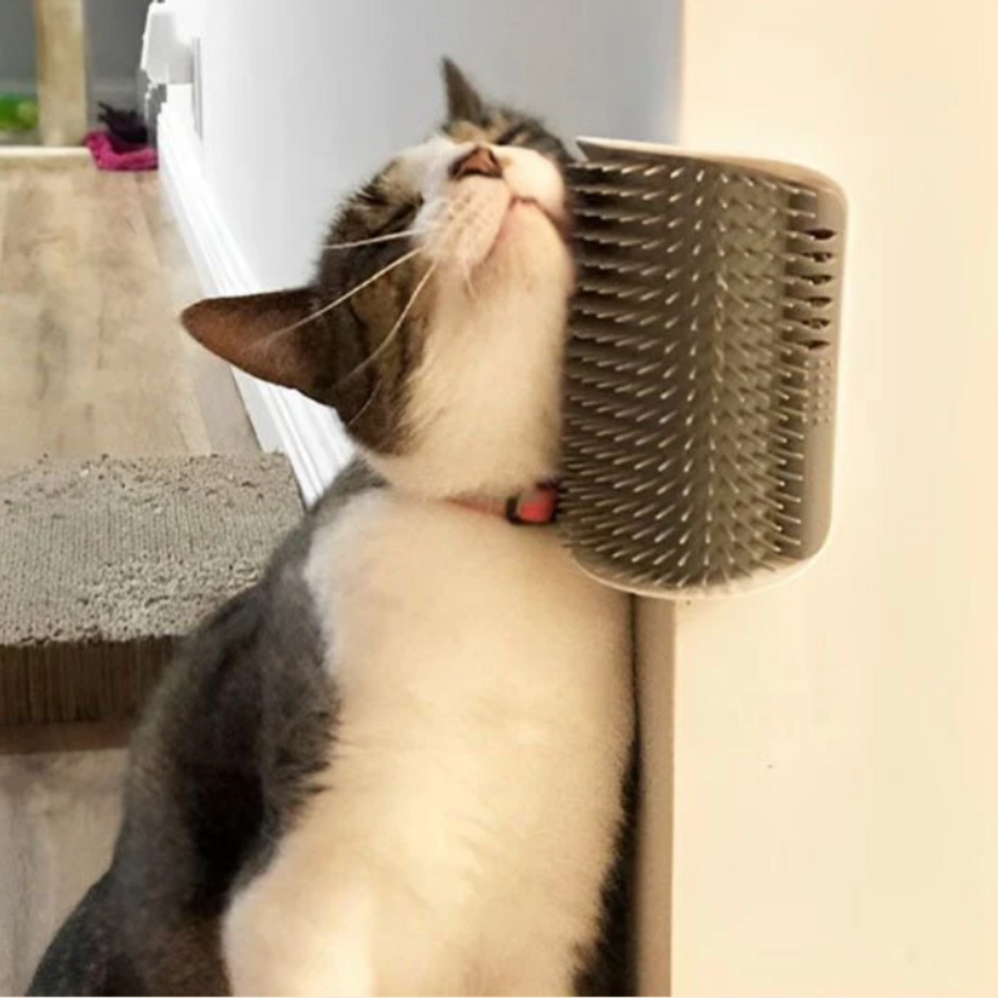 Brosse murale chat