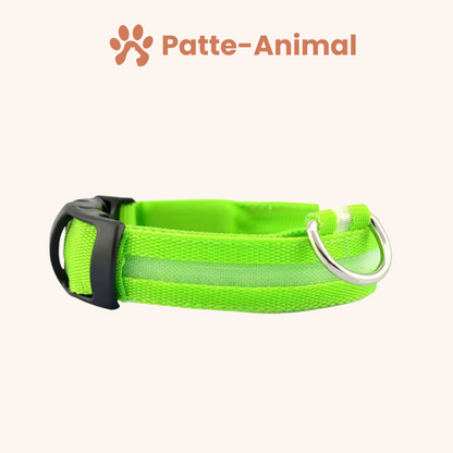 Collier Lumineux chien