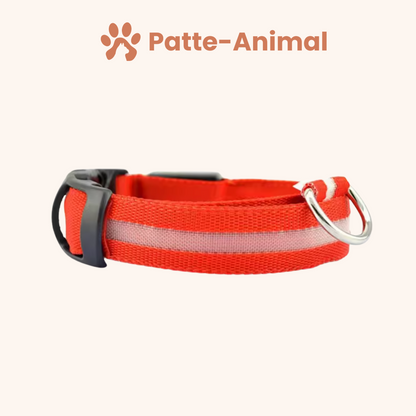 Collier Lumineux chien