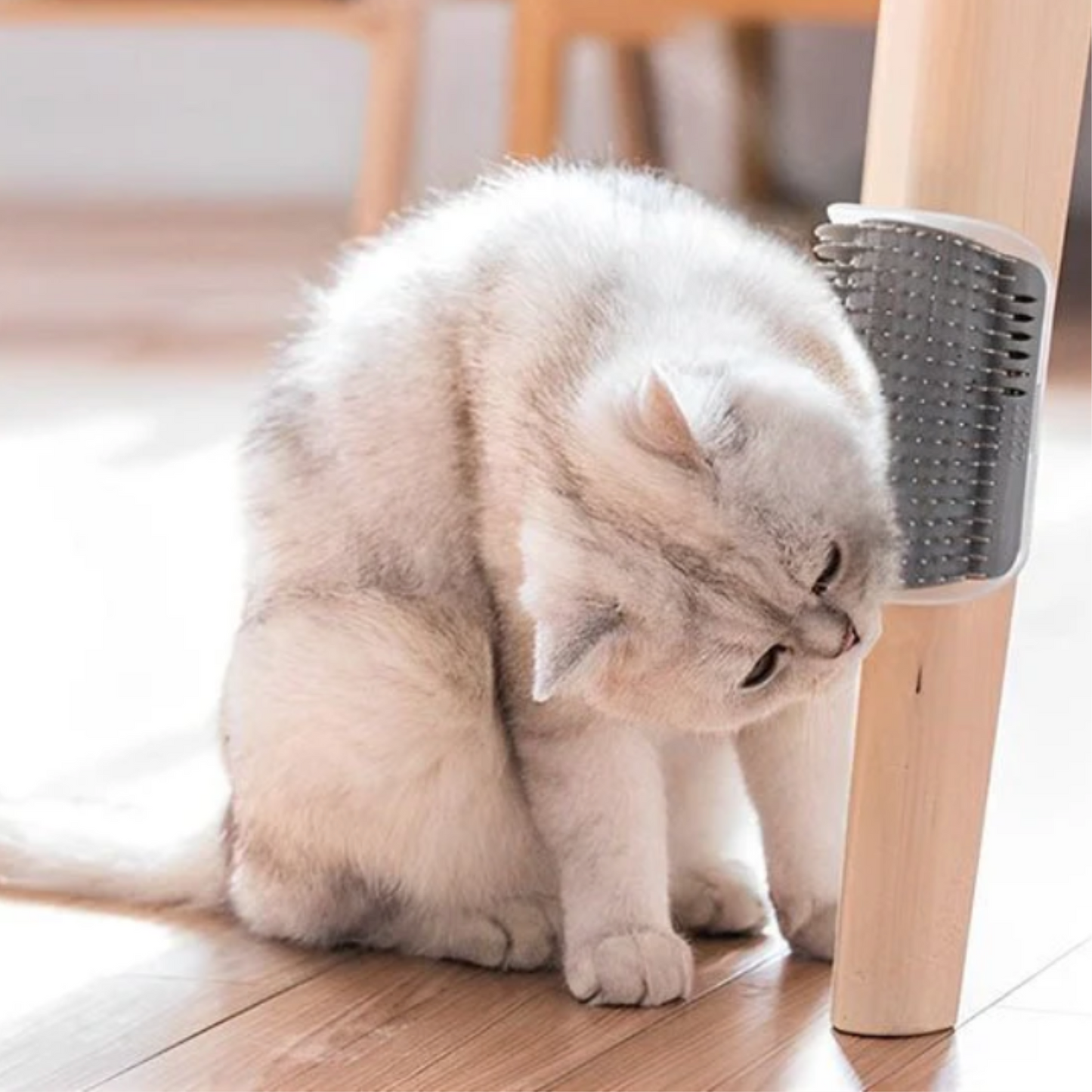 Brosse murale chat