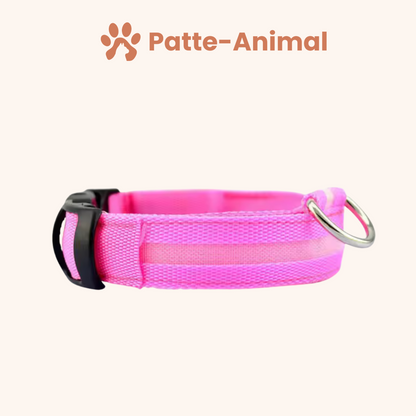 Collier Lumineux chien